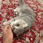 قطط سكوتش