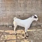 مشروع فحل بيشي