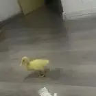 بط صغير مع القفص 50 ريال