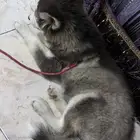 جرو للبيع عمر شهر انثى