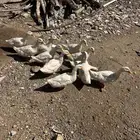 عندي بط وعندي وز كبار