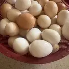 بيض بلدي توه واصل من المزرعه 4 اطباق للاكل وللتفقيس