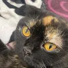 قطوه سكوتش للتبني