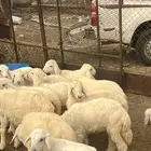 طليان ورخال