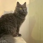 قط صغير رمادي للتبني