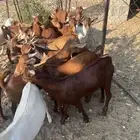 تيوس العدد 14 الحد من. 1100