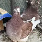 للبيع جوز فرش مع ولده