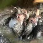 صوص فيومي