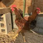 ديوك فونسي