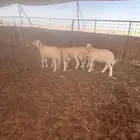 بهم حري
