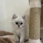 قطط كيتن للبيع