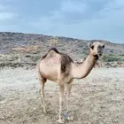 للبيع بكره لقيه