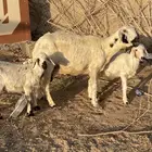 نعجه صفرا عليها خروفين