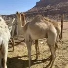 قعدان