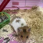 هامستر مع اغراضه كامله