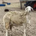 شاه من حلال براك الدعدي رحمه الله