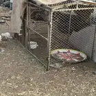 شيك البيع