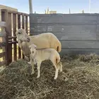 نعجة منتوج فاخرة