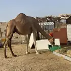 ناقه للبيع