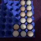 يوجد بيض لهمان مخصب100 100