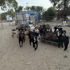 تيوس