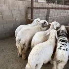 طليان وتيوس ذبايح نظيفه ع الشرط ( سلخ وتوصيل )