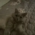قط بريطاني