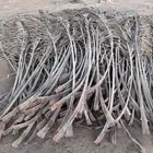 سعف نخل او جريد في بدون ورق وفيه ب ورق