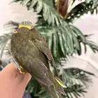 فرخ لوري طفره زيتونيه