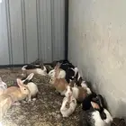 ارانب اكل للبيع