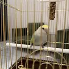 روز للبيع لون مميز ونادر