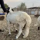 سواكن بيض