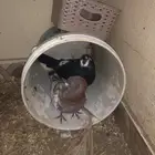 البيع حمام شرط منتج توصل وتساب