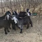 تيوس ثلاجه