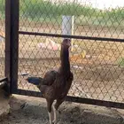 دجاج باكستاني .