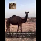 بكره طيبه وابوها حاكمان بعير راجس بن قويد وامها من ابله