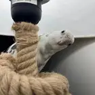 كروان هولندي ذكر للتزاوج