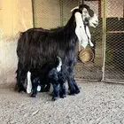 عنز عارضية صنف متبع