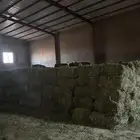 للبيع برسيم