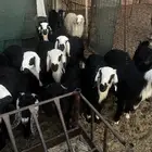 نجد ومعز