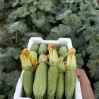 كوسه عضوية زراعه خاصه للبيع