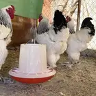 فروخ براهما