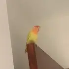 انثي روز منتجه ومتكلمه