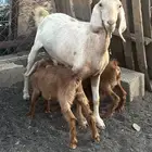 عنز متاومه