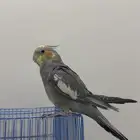 كروان للبيع