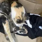 قطه   بسه للتبني