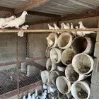 حمام فرنسي