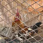 ديك بلدي نضيف يضرب مشاءالله تبارك الله اصيل