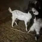 تيس مشروك