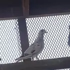 السلام عليكم اعرض لكم زوج باكستاني وعلى السوم الموقع مليجه